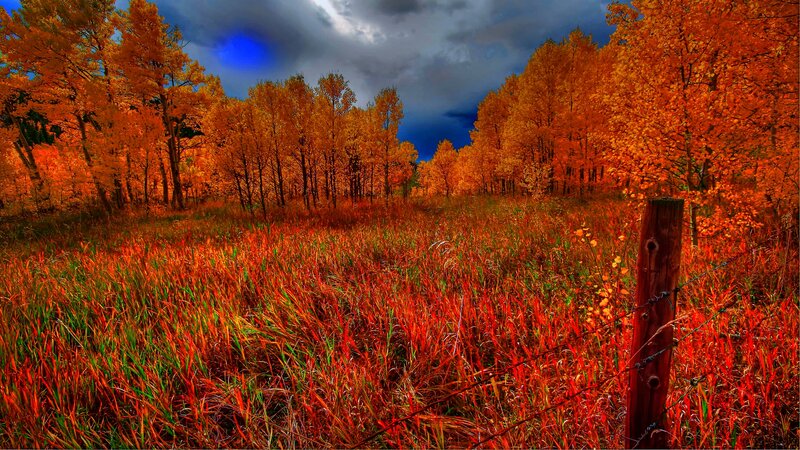 Autumn Field with Trees — Orange, Dramatic, Photograph