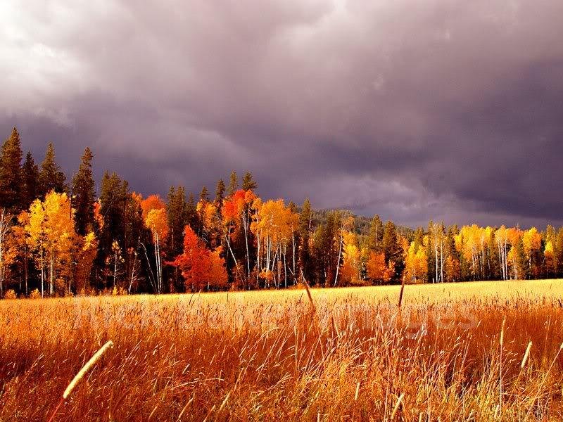 Autumn Field with Trees — Orange, Dramatic