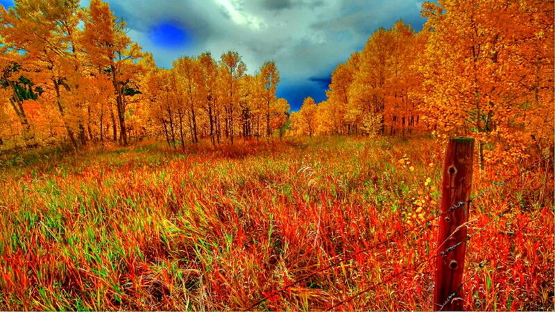 Autumn Field with Trees — Orange
