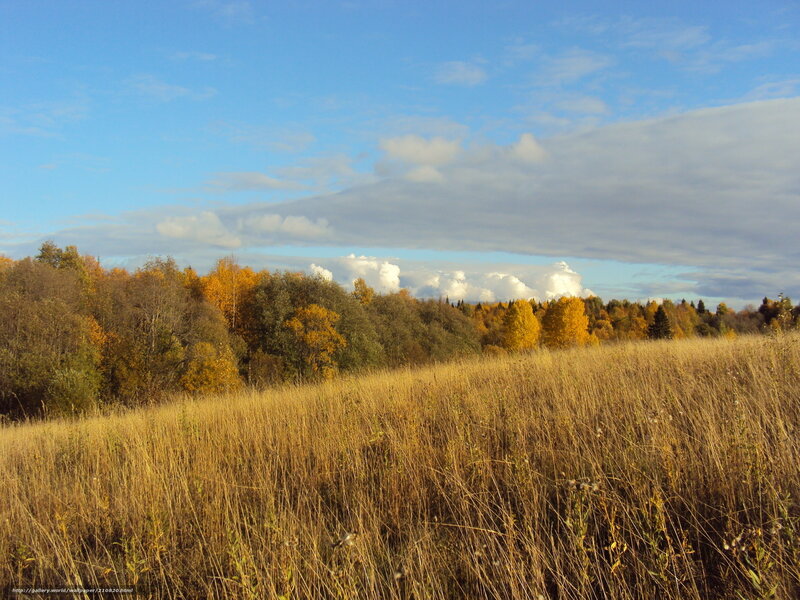 Autumn field with trees