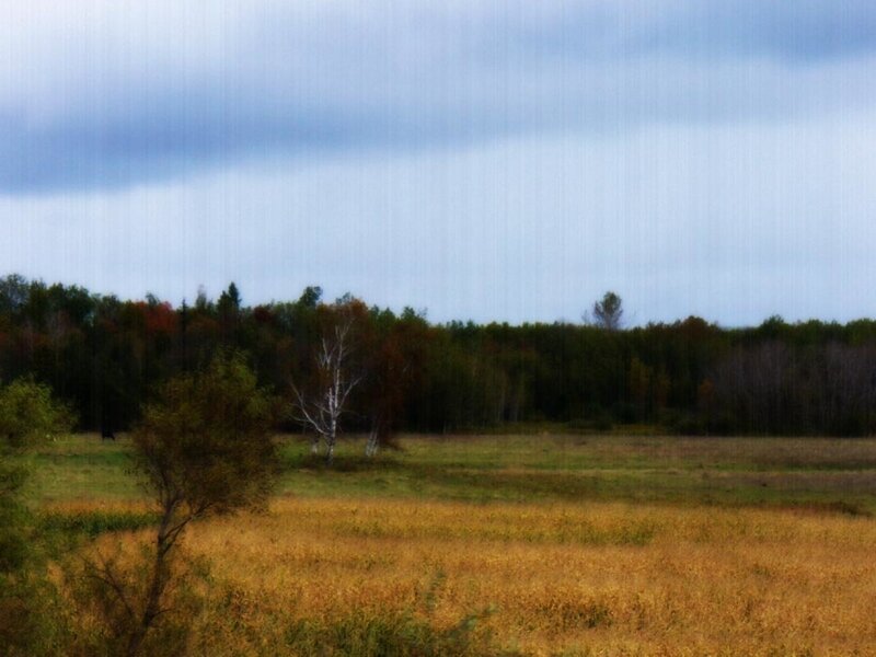 Autumn Field with Trees — Yellow, Calm