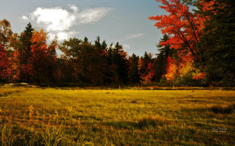 Autumn Field with Trees — Yellow, Serene
