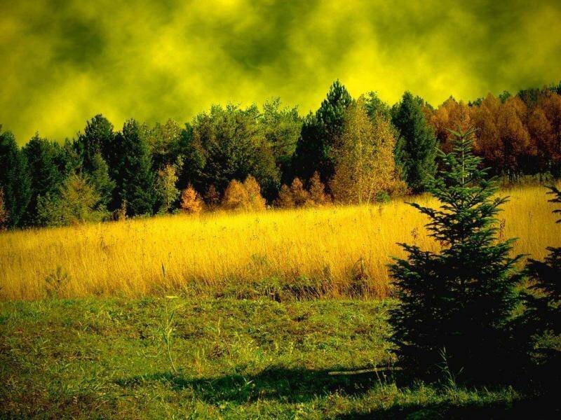 Autumn Field with Trees — Yellow