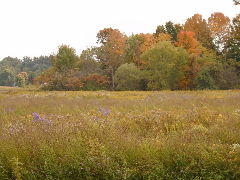 Autumn Field with Wildflowers