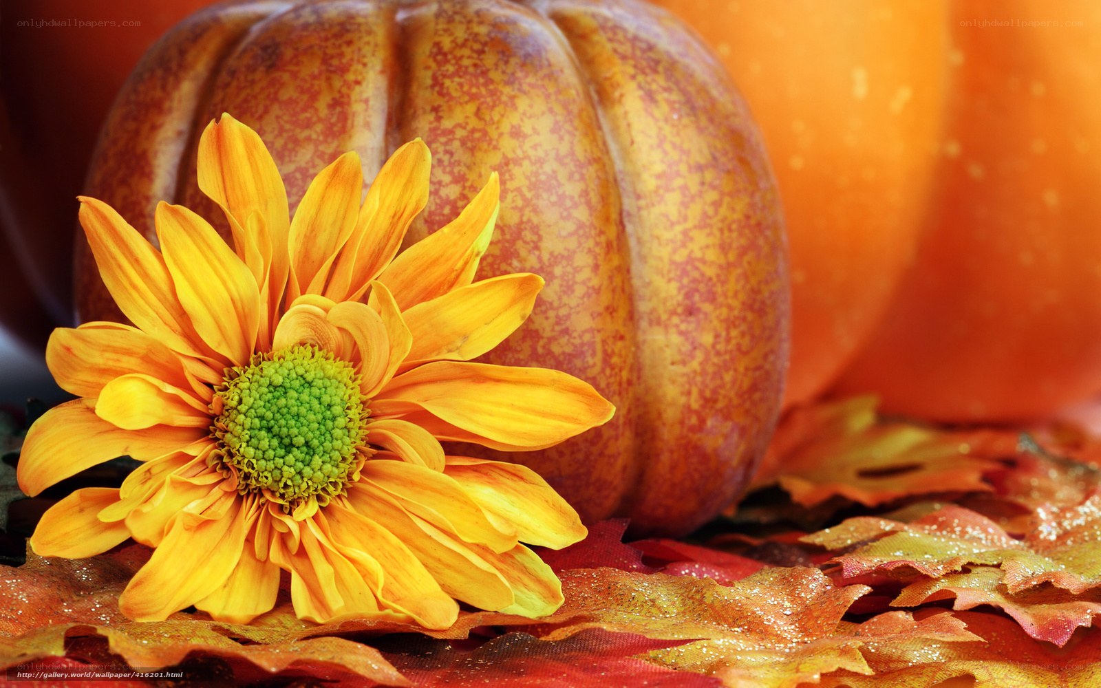 Autumn flower and pumpkins
