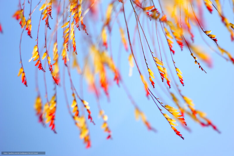 Autumn flowers against blue sky