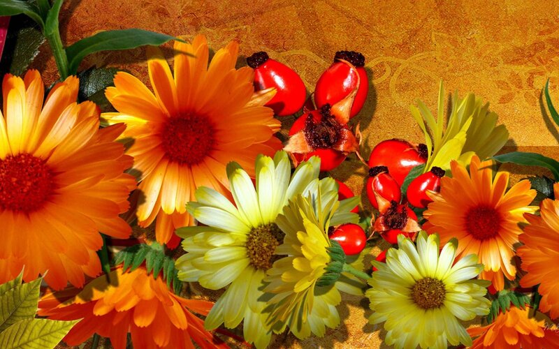 Autumn Flowers and Berries — Orange