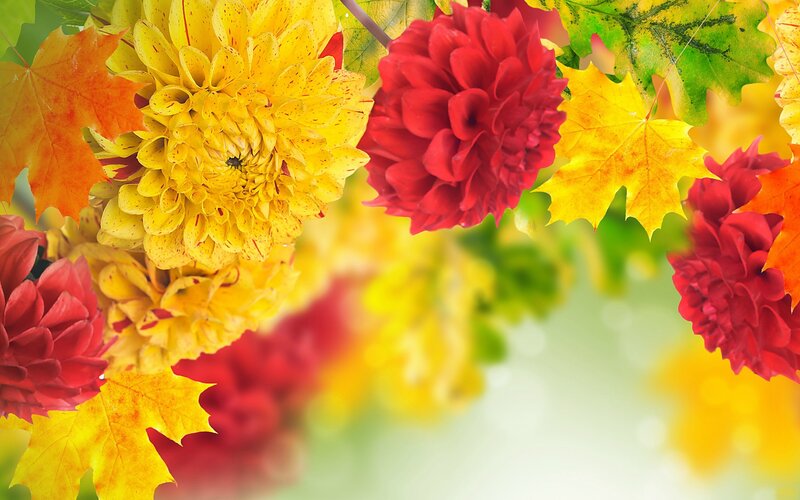Autumn Flowers and Leaves — Red, Vibrant, Photograph