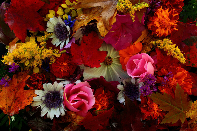 Autumn Flowers and Leaves — Red, Vibrant