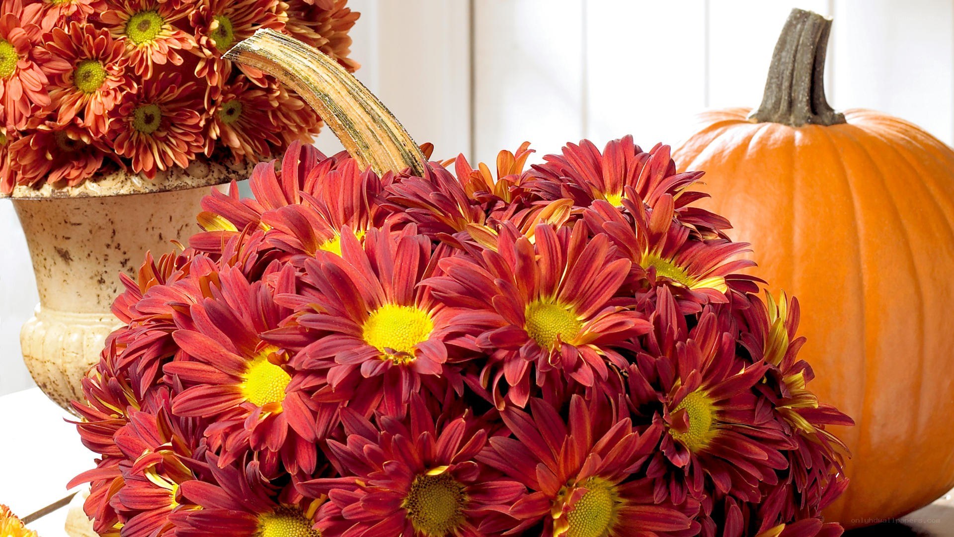 Autumn flowers and pumpkin