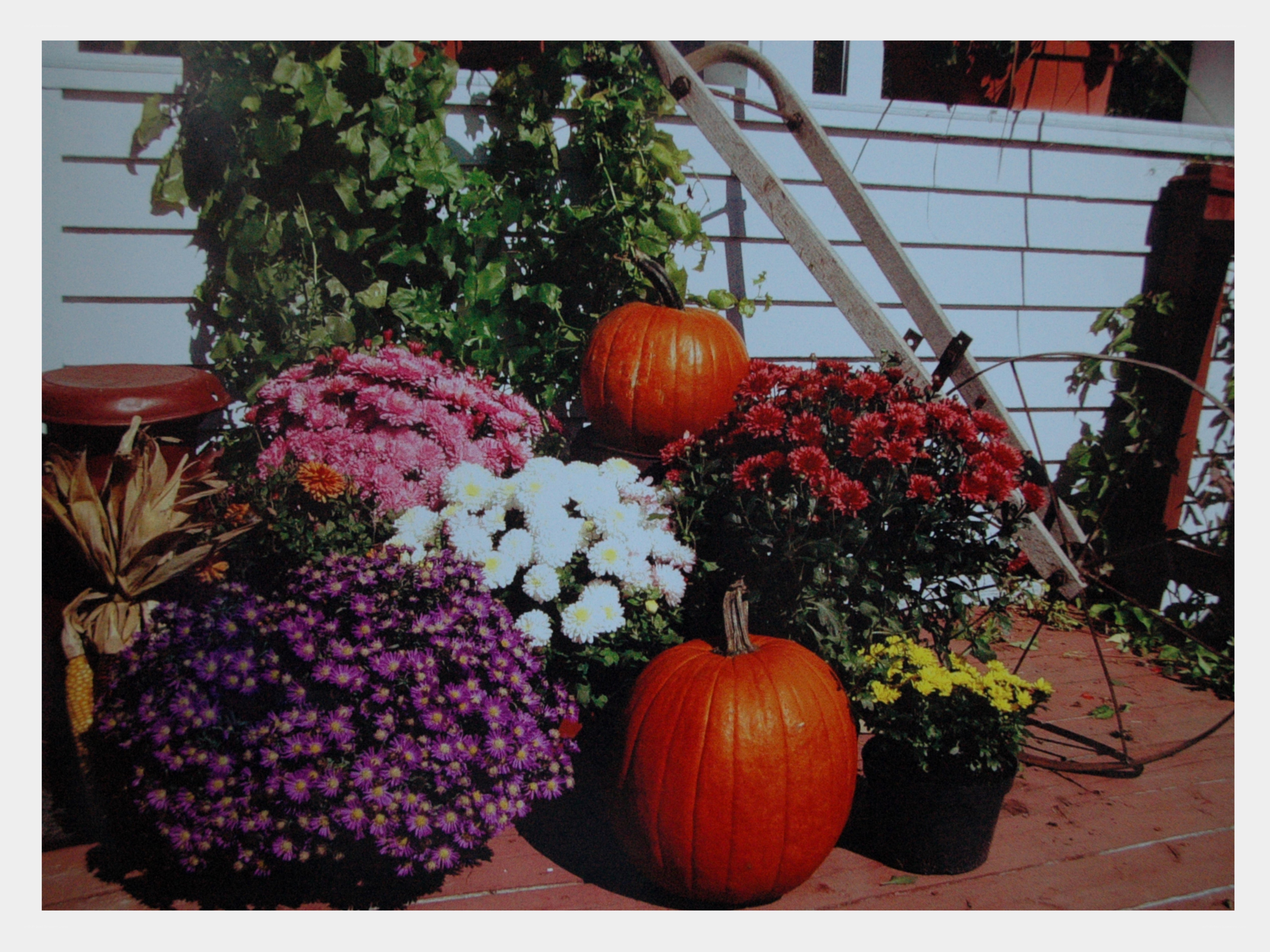 Autumn flowers and pumpkins