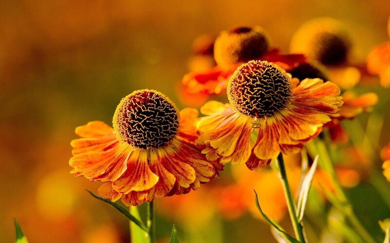Autumn flowers in golden light