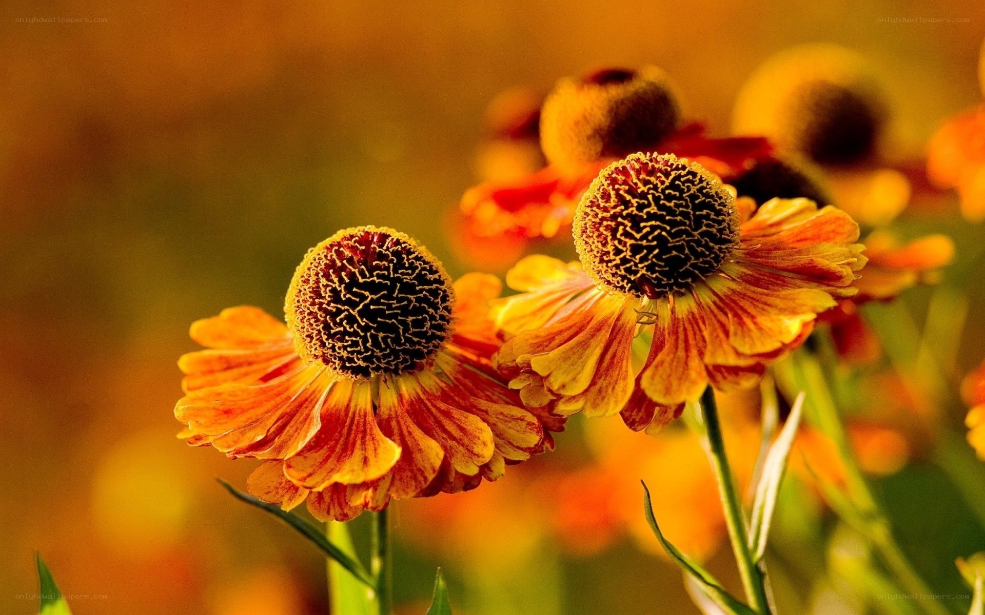 Autumn flowers in golden light