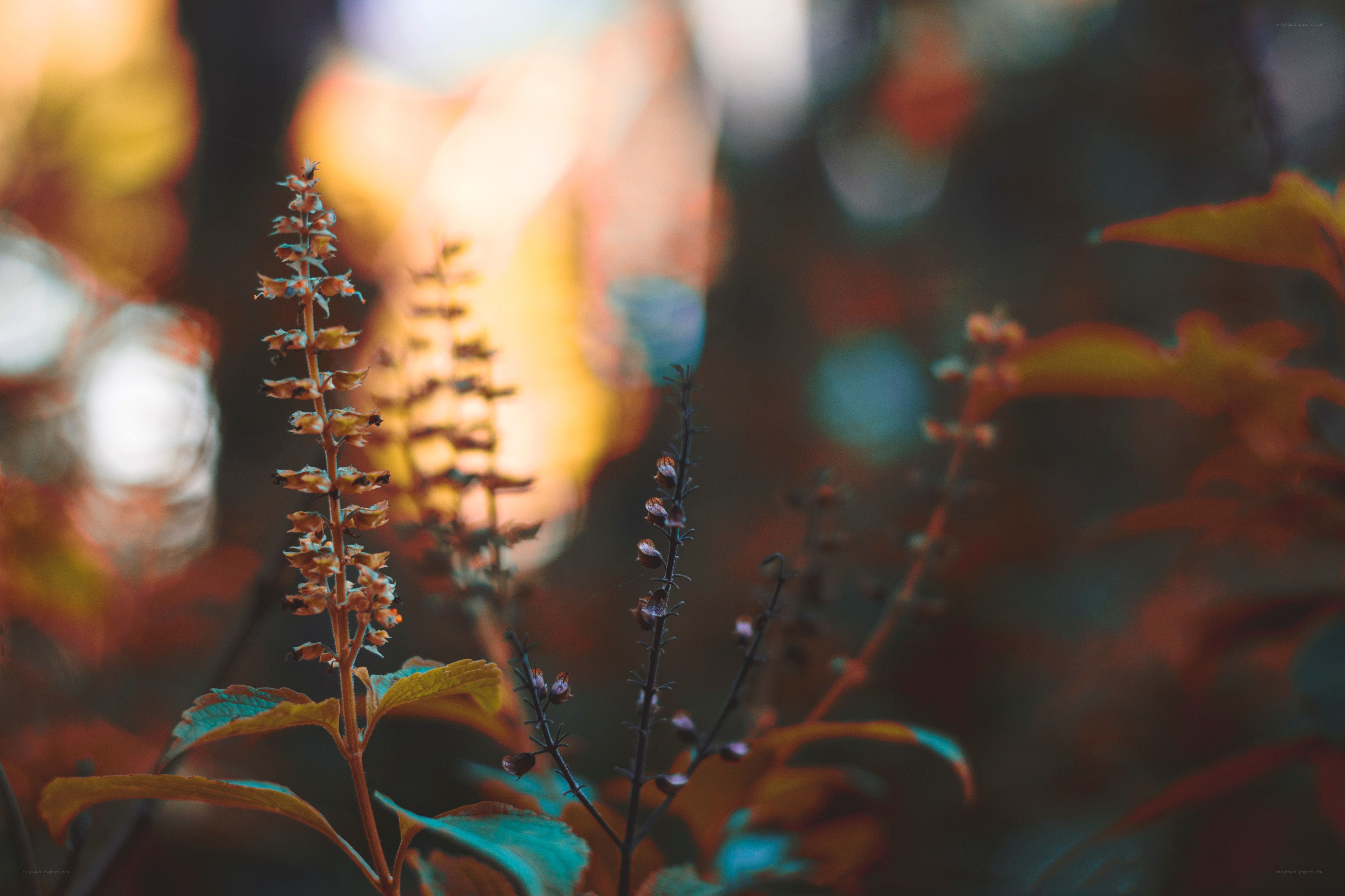 Autumn flowers in soft light
