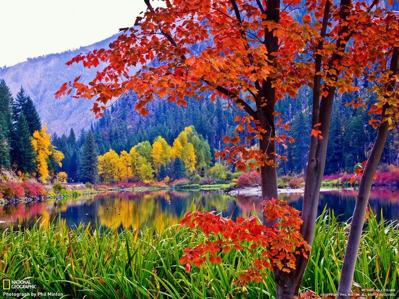 Autumn foliage by a lake