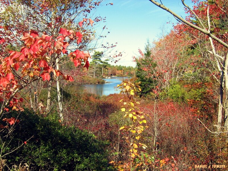Autumn foliage by a lake