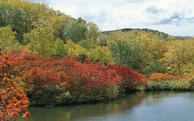 Autumn foliage by a lake
