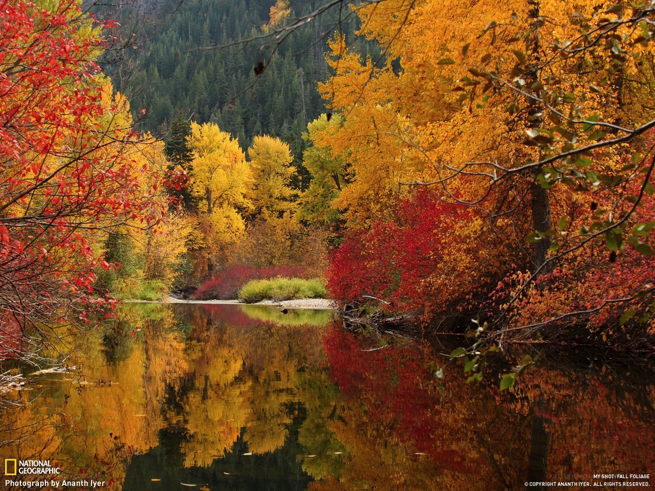 Autumn foliage by a river
