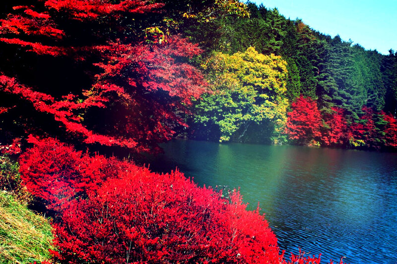 Autumn Foliage by Lake — Red