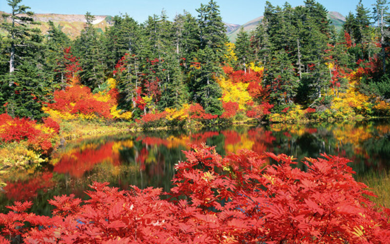 Autumn Foliage by Lake