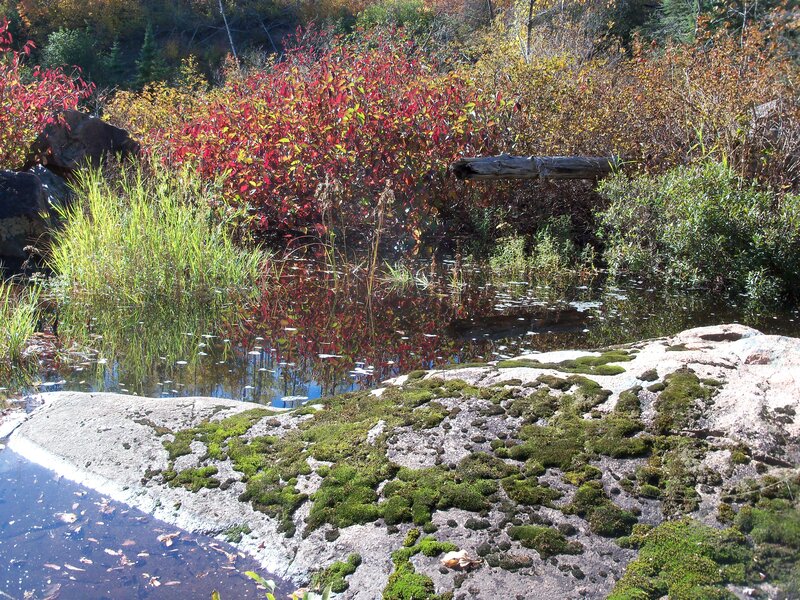 Autumn Foliage by Pond