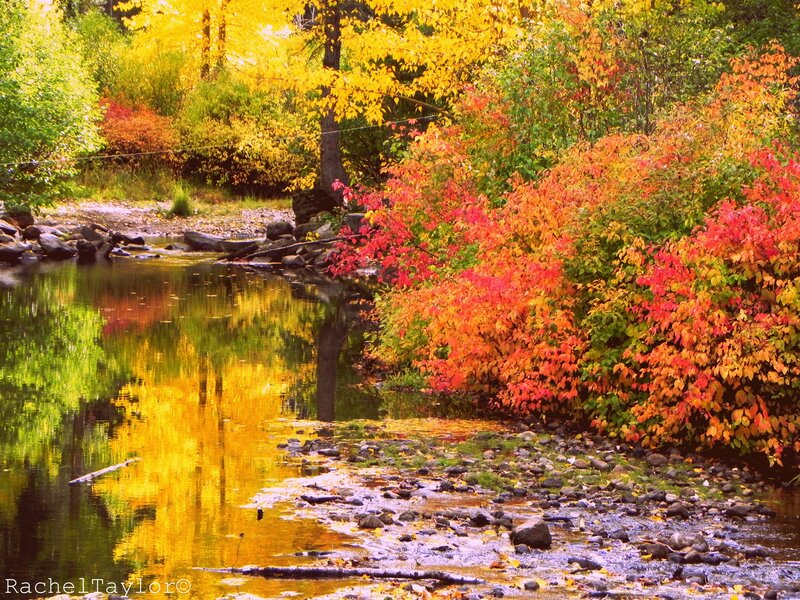 Autumn Foliage by River