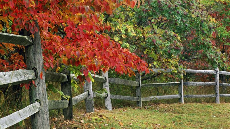 Autumn foliage by wooden fence