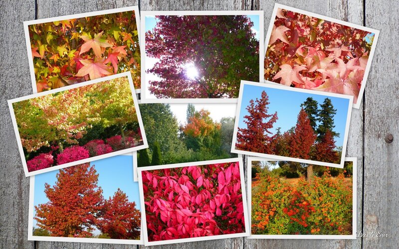autumn foliage collage