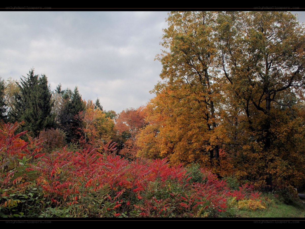 Autumn foliage in a forest