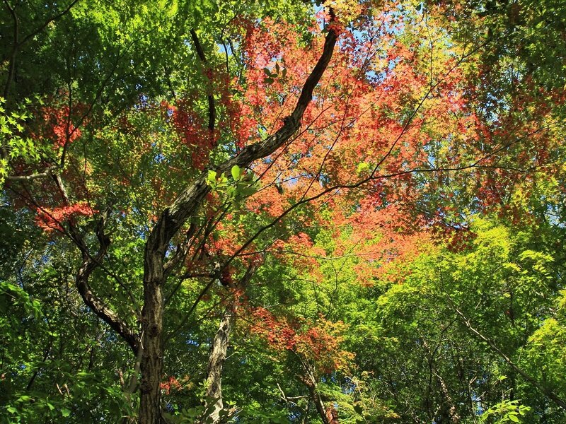 Autumn foliage in a forest