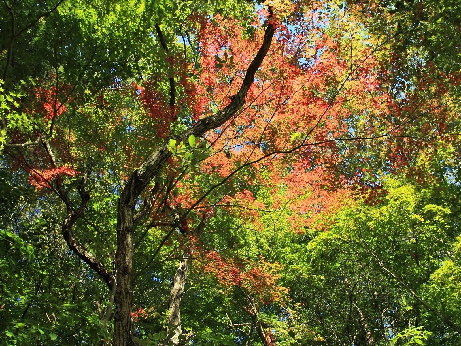 Autumn foliage in a forest