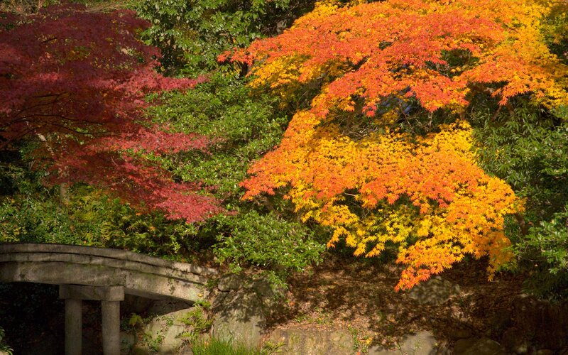Autumn foliage in a Japanese garden