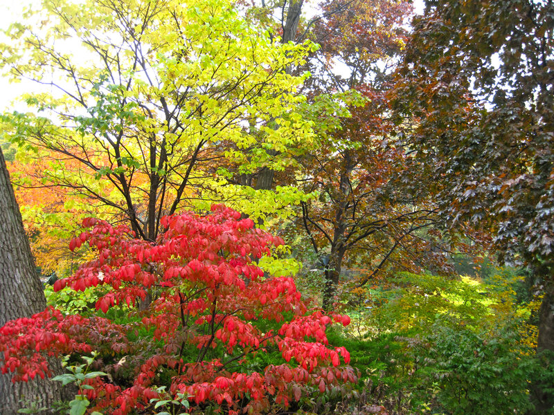 Autumn foliage in a park
