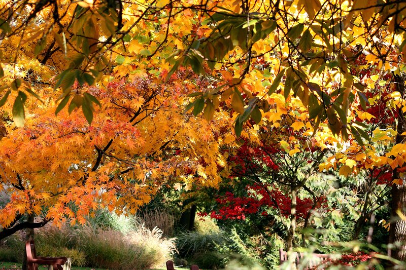 Autumn foliage in a park