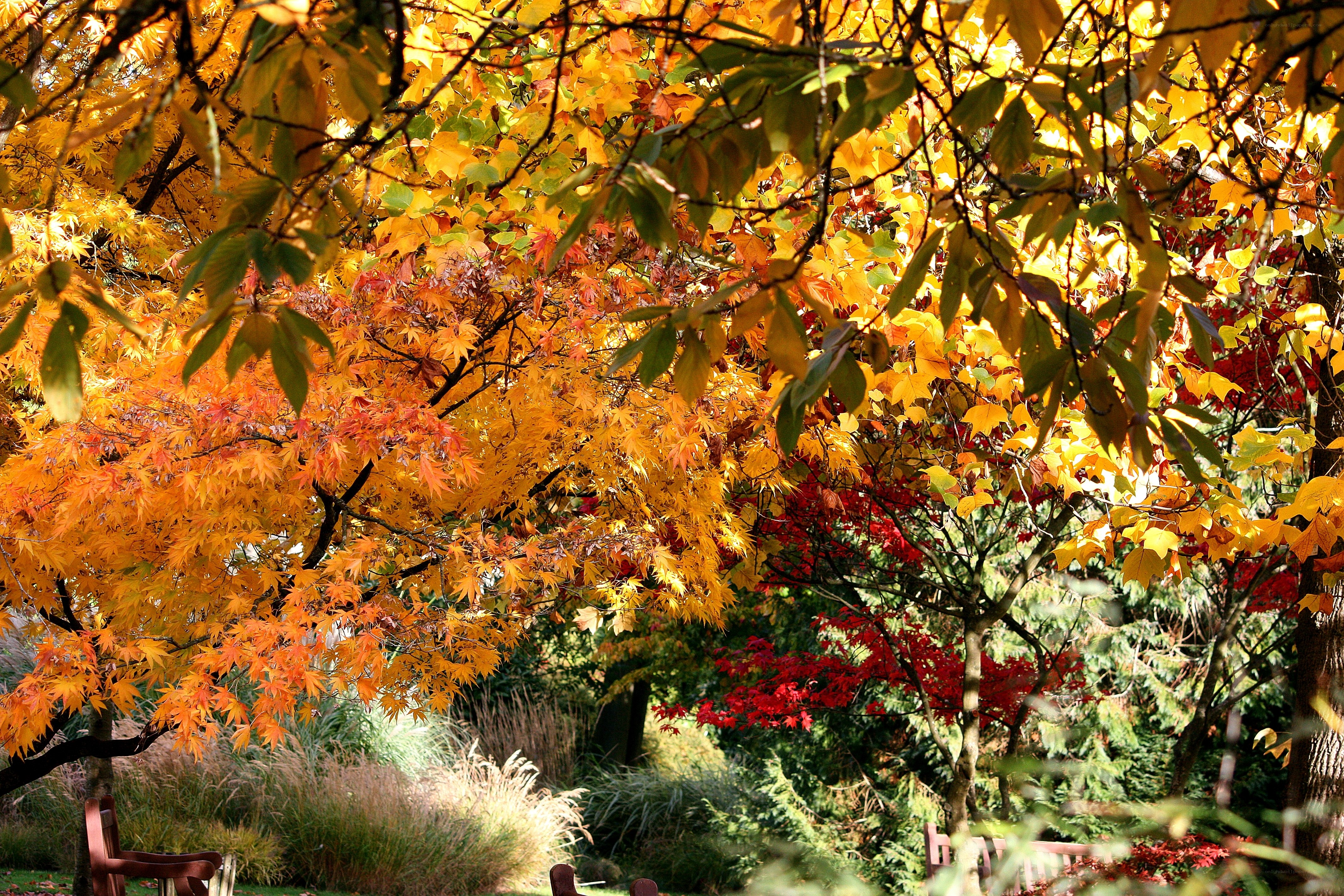 Autumn foliage in a park