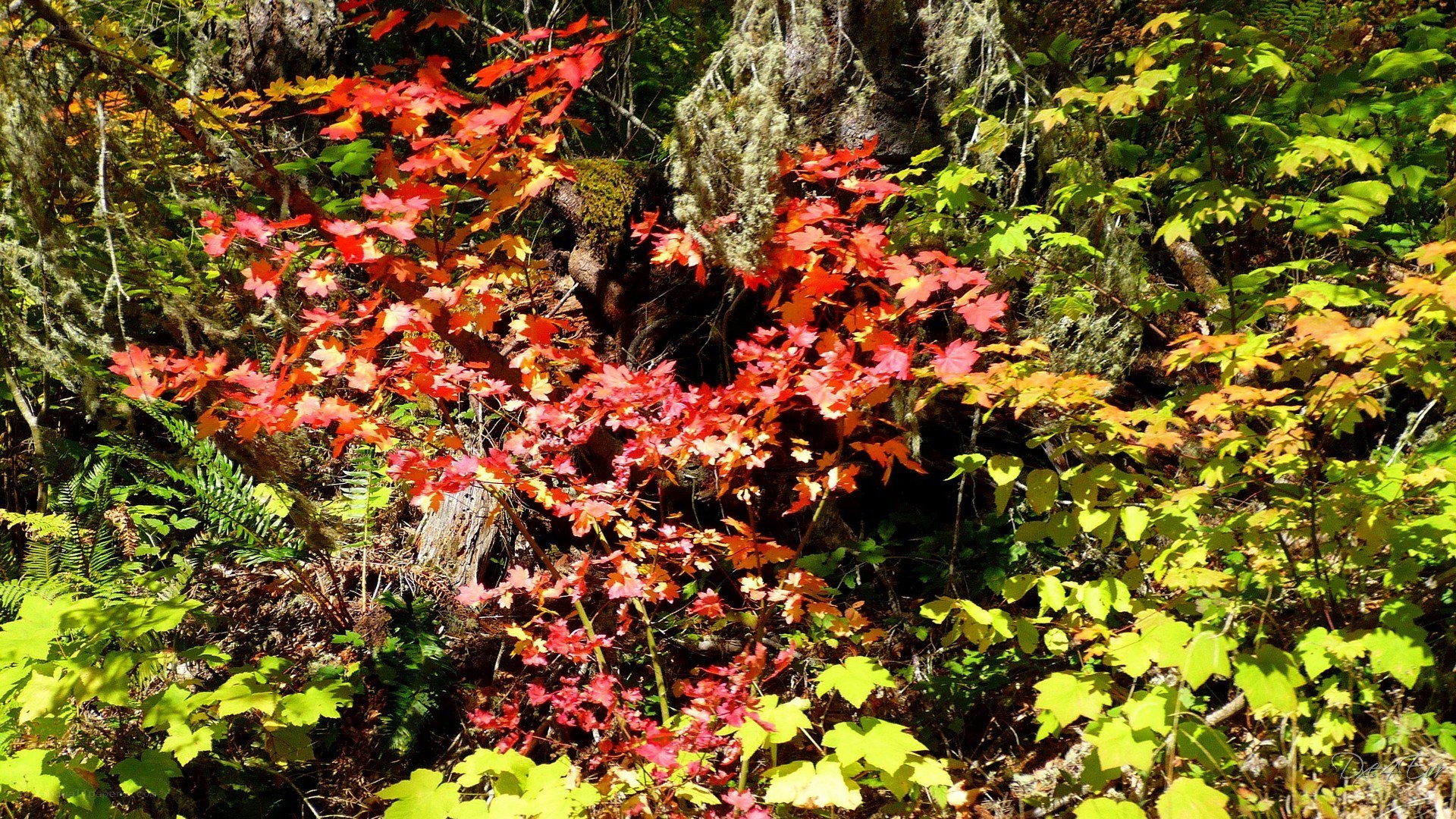 Autumn foliage in forest