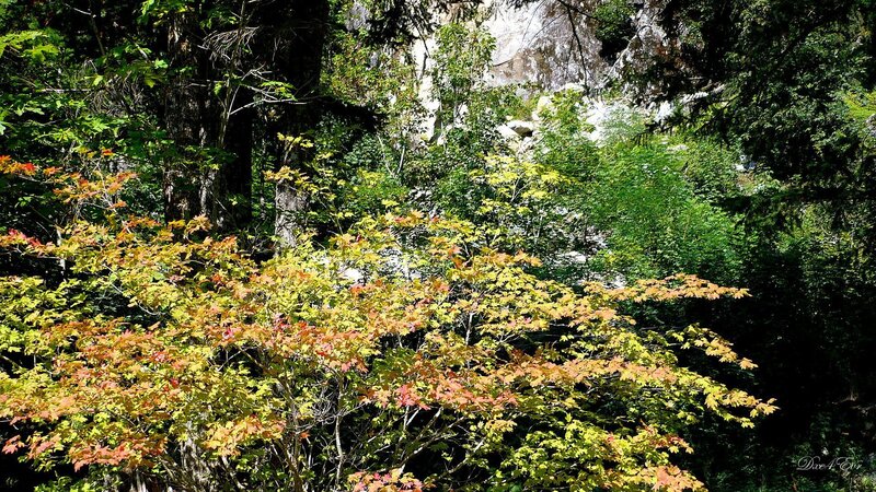 Autumn Foliage in Forest — Green