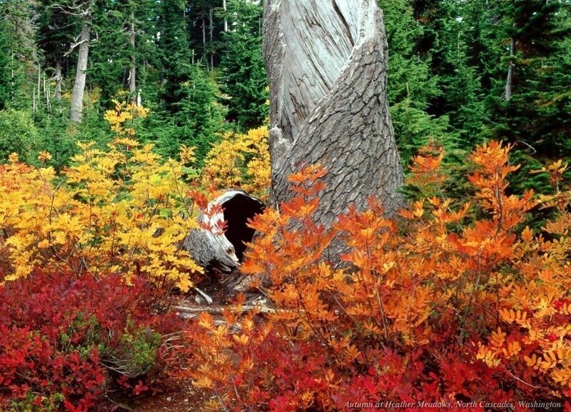 Autumn Foliage in Forest — Orange
