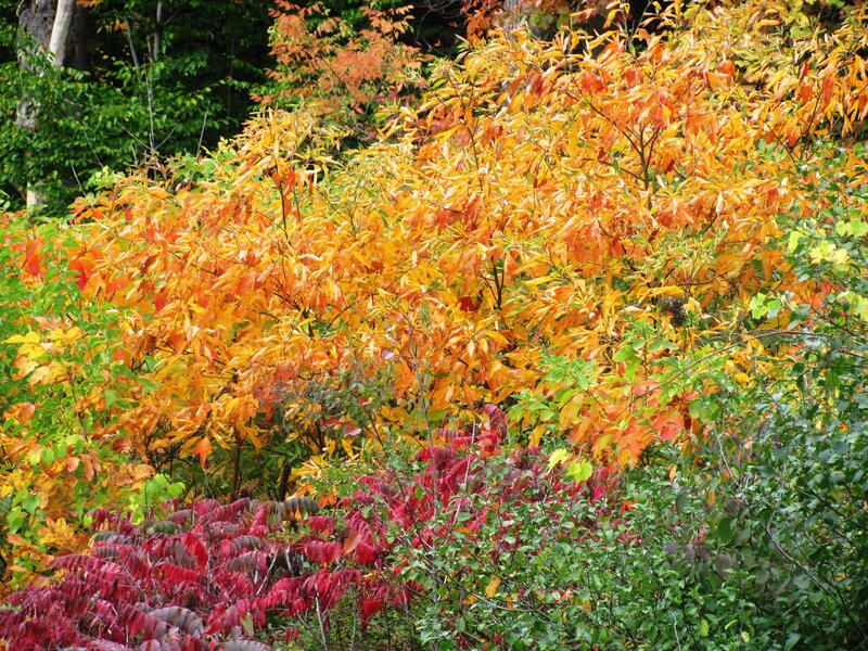 Autumn Foliage in Forest — Orange, Vibrant
