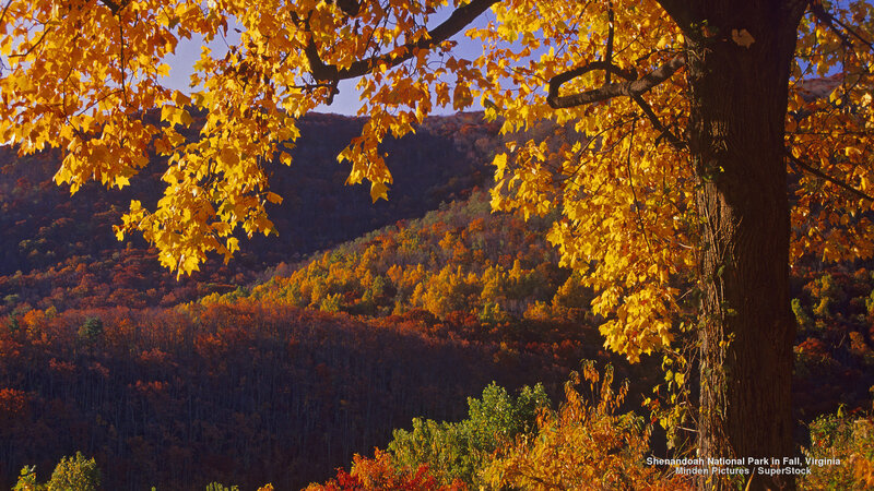 Autumn Foliage in Forest — Yellow, Serene
