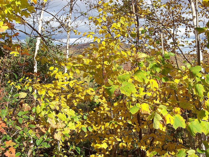 Autumn Foliage in Forest — Yellow