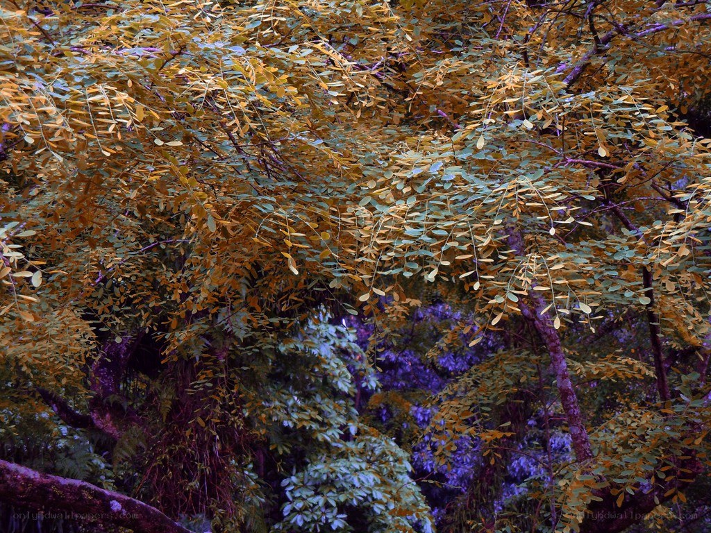 autumn foliage in forest