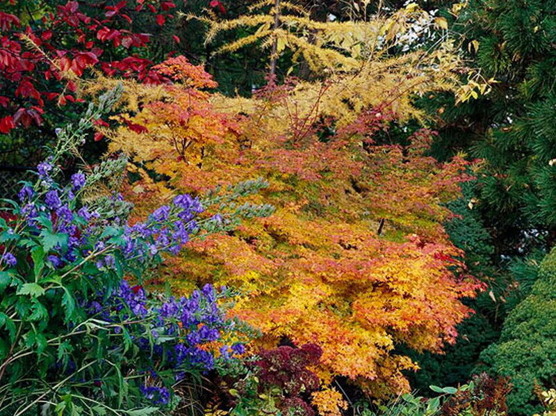 Autumn Foliage in Garden