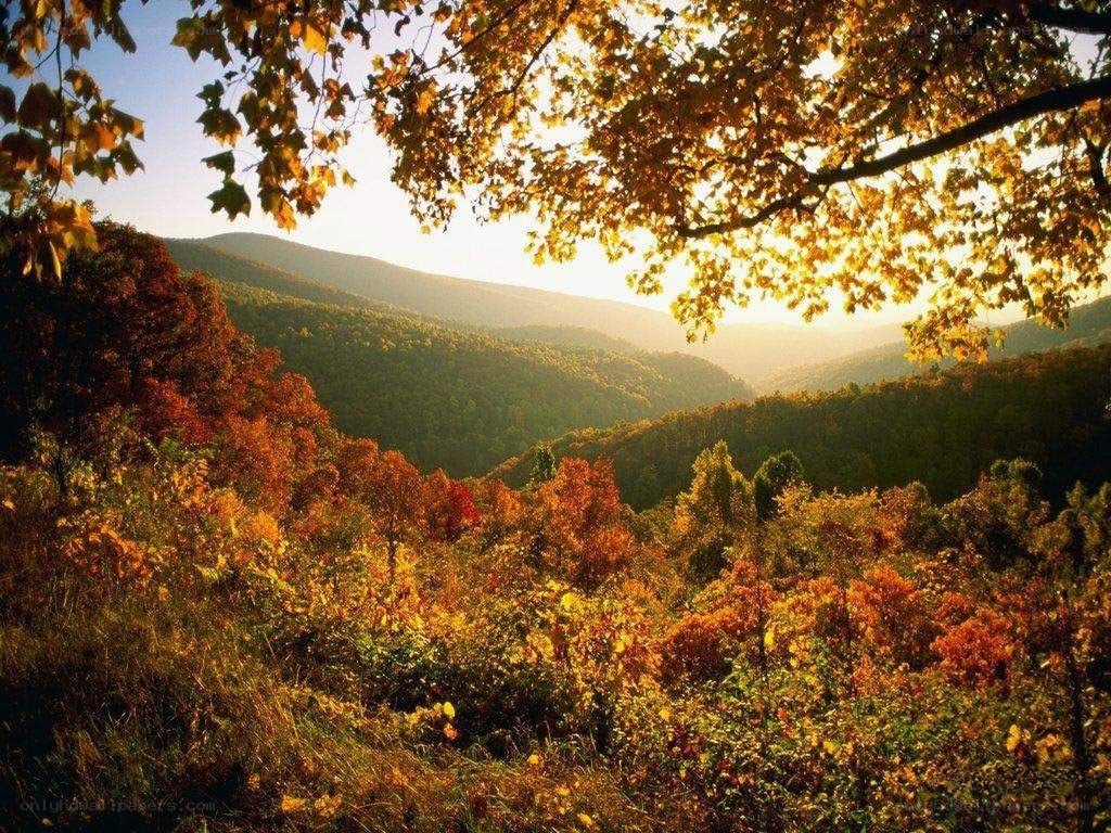 Autumn foliage in the mountains