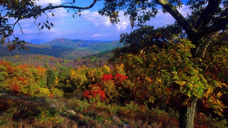 Autumn foliage in the mountains