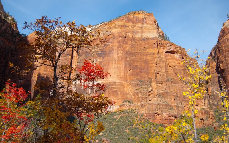 autumn foliage in zion canyon