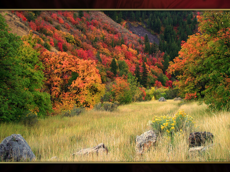 Autumn foliage on a hillside