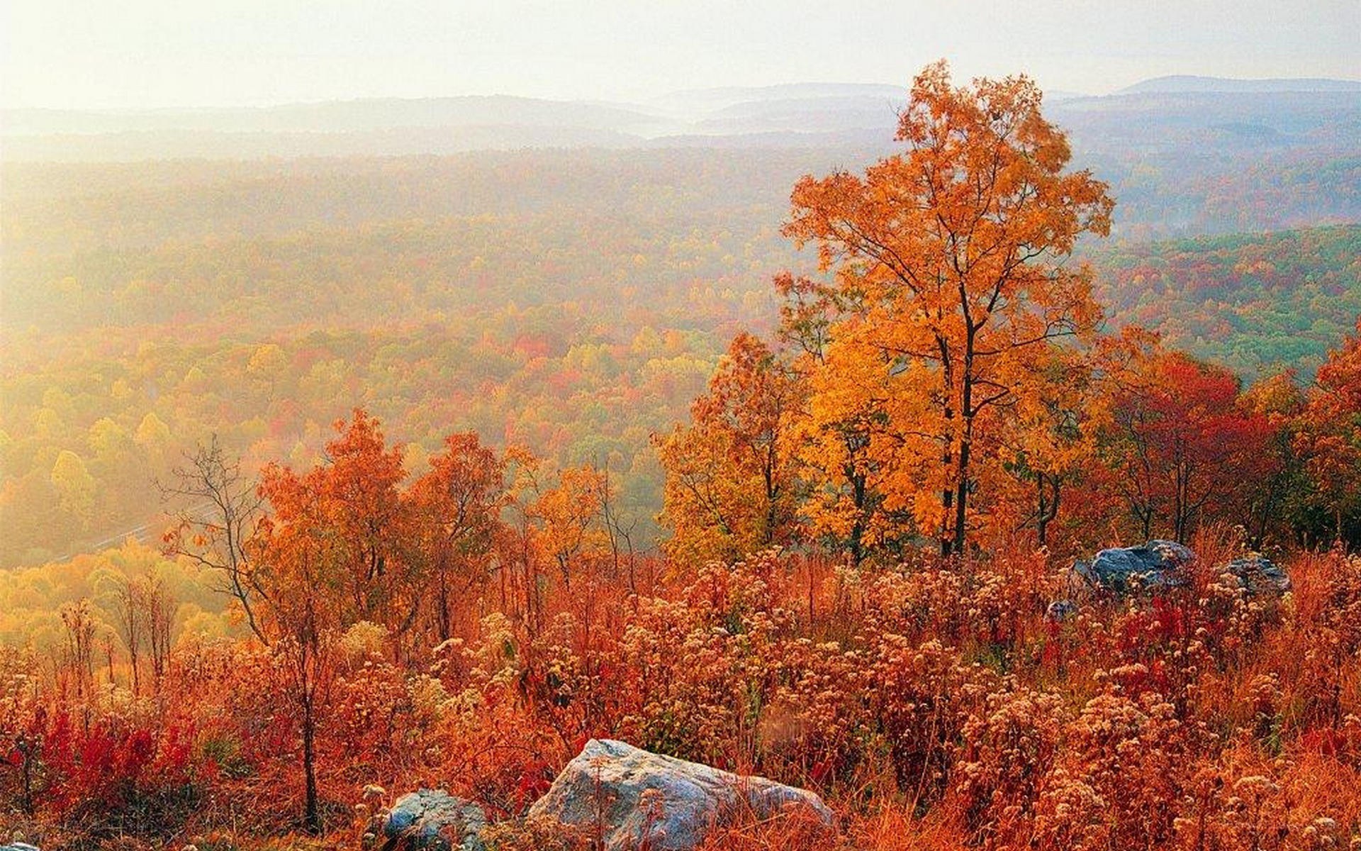 Autumn foliage on a hillside