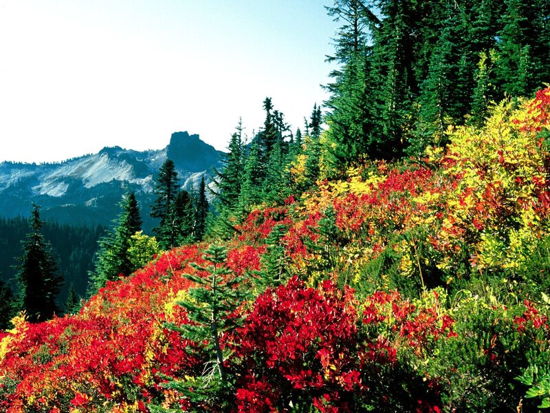 Autumn foliage on a mountain slope