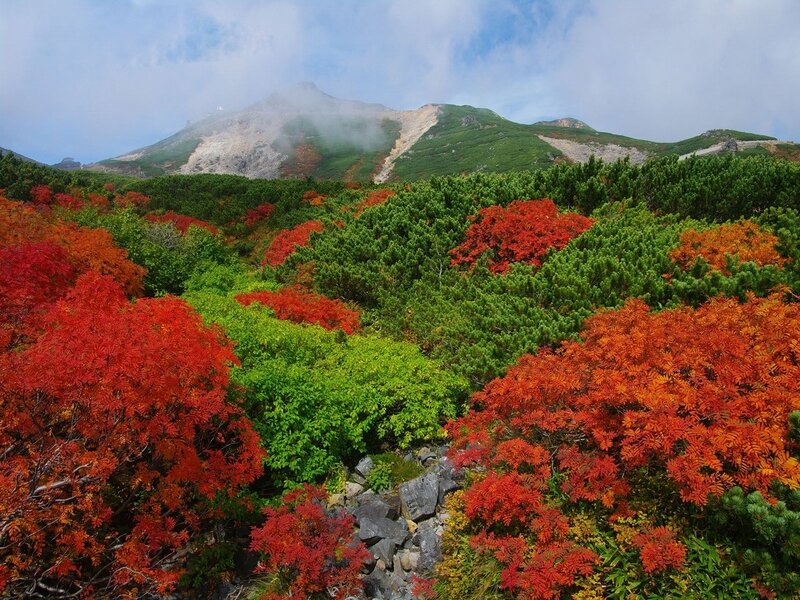 Autumn foliage on a mountain